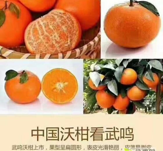 2020年广西武鸣武鸣沃柑价格