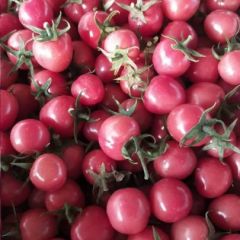山东省樱桃西红柿供应商