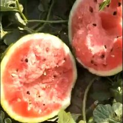 2021年河南西瓜代发团队，甜王，8424，美都