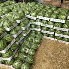 睢阳主产8424西瓜，甜王，京欣