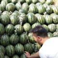 河南西瓜大量上市，主产甜王，京欣，8424，等