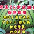 《红玉西瓜》〈早春红玉〉【2K西瓜】（l600）【西瓜】