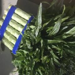 万亩【紫尖叶香莴笋】产地批发，大量上市，无空心，无开花！