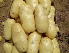 山东滕州新土豆地膜土豆大量上市，货源充足，价格美丽！！！