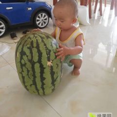 南达露天生态西瓜