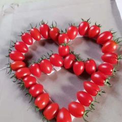 圣女果 千禧 贝贝 大量供应 群求全国各地客户