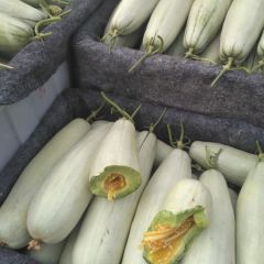 山东莘县洋香瓜生产基地