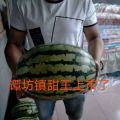 谭坊甜王西瓜上市了