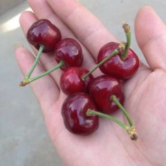 山东冠县大樱桃5月中旬陆续上市