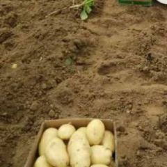 价好质优的滕州大棚土豆大量上市了！