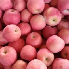 山东省烟台市栖霞冷库红富士苹果大量供应