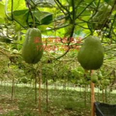 本人代办绿皮佛手瓜。