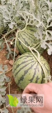 漂亮西瓜甜王系列