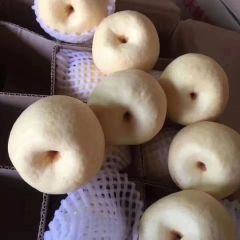 陕西蒲城酥梨表面光洁，个大丰满，多汁酥脆