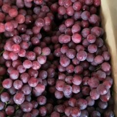 陕西蒲城红提葡萄颗粒大，口感适口