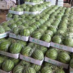 夏邑8424西瓜5月成熟上市诚信经营专业服务