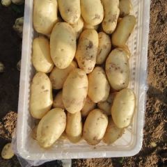 出售优质荷兰土豆