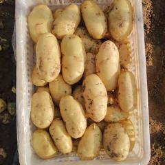 出售优质荷兰土豆