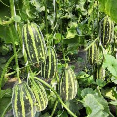 昌乐县羊角蜜甜瓜，博洋系列甜瓜大量上市