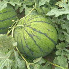 河南西瓜专业代办（西瓜品种齐全）