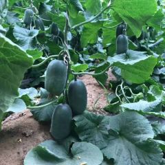 博洋系列八号甜瓜