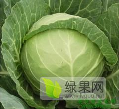 定州甘蓝种植基地现已大量供应甘蓝