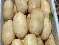 滕州土豆大量上市。