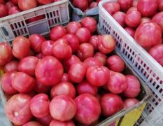 开封祥符区西红柿种植基地大量上市走货之中！诚招各大市场采购商！