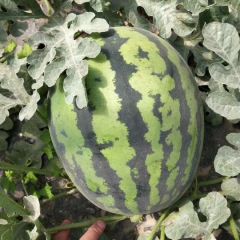 陕西省渭南市临渭区供应陕西蒲城西瓜