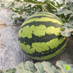 版纳金品西瓜大量上市