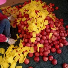 75以上陕北纸袋秦冠，13636855618