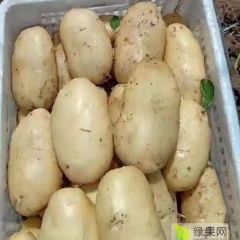 滕州土豆大量上市欢迎老板来拉货。