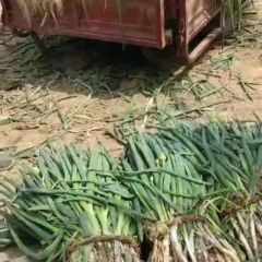 开封大葱大量上市