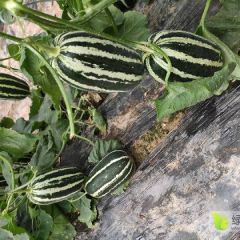 大量供应博洋九号甜瓜