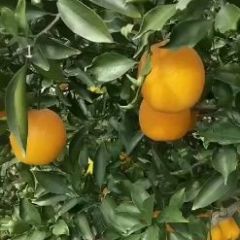 湖北脐橙口感超甜