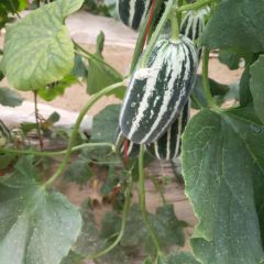 河北省衡水市甜瓜甜甜甜