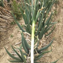 质优的铁杆钢葱大产区