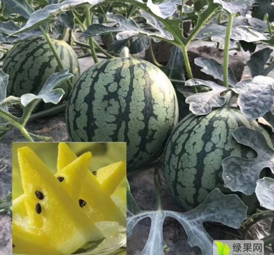 特小凤价格