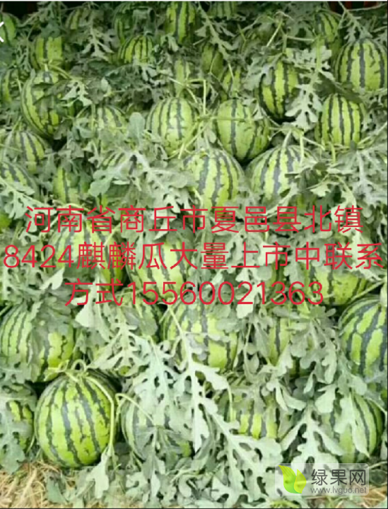2020年河南夏邑8424西瓜价格