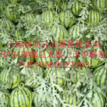 夏邑8424西瓜最大供应产地