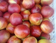 临沂大棚油桃四月上市，陆地油桃，杏，大红桃五至六月上市量