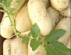 苏州市南环桥批发市场专业代销新土豆