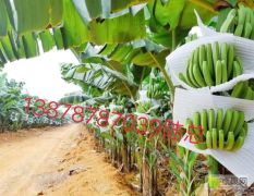 广西农科院制种香蕉苗、红香蕉苗、西贡粉蕉苗、广粉