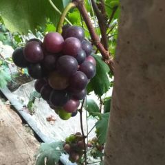 莱西大量藤稔葡萄上市，联系电话15621153778，欢迎老板选购