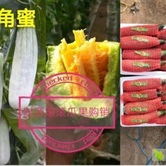 羊角蜜甜瓜大量有货 超级脆甜 电商 批发
