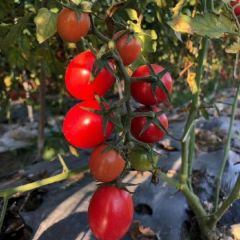 大量出售圣女果 千禧贝贝釜山88等给我一次机会还你一生回头客