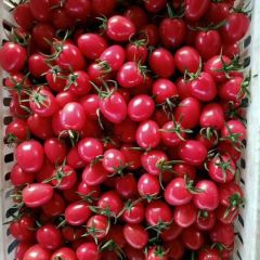 圣女果 千禧圣女果贝贝圣女果