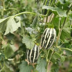 山东博洋系列甜瓜洋香瓜蜜瓜大量上市