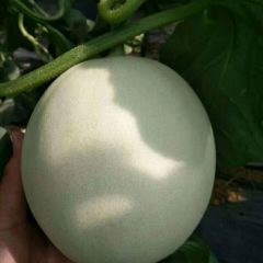 大量供应山东玉菇洋香瓜甜瓜