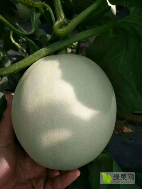 2020年山东莘县玉菇洋香瓜价格